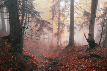 Wall Mural - autumn mist