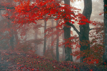 autumn mist