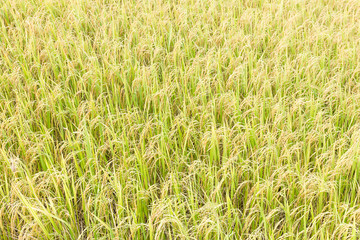 Wall Mural - Rice fields in the tropics