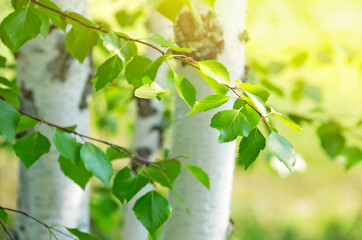 Aufkleber - Bright birch branches in the sunlight
