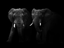 Abstract Black And White Image Of Two African Elephant Bulls.