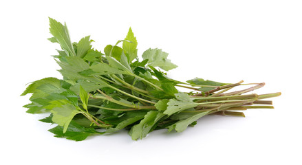 White mugwort on white background