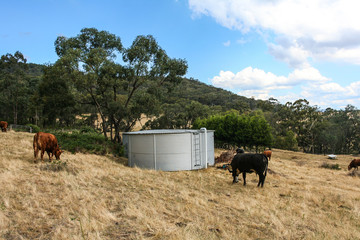 Corrugated iron water tank with cows in paddock.