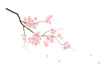 Cherry Blossom Flowers With Branch  On White Background,vector Illustration