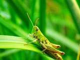 Fototapeta Krajobraz - Grasshopper on grass blade