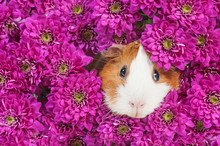Portrait Of Guinea Pig In Flowers
