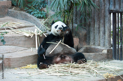 Obraz na płótnie canvas Głodny, gigant, panda, niedźwiedź, jedzenie