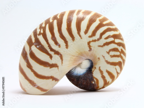 Fotografie, Obraz Nautilus shell against a white background