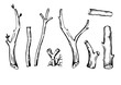 Set of branches.