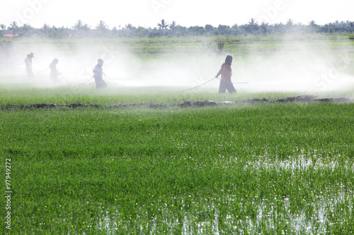 Fotografía farmer spraying pesticide in paddy field