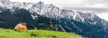 Braune Kuh Auf Einer Bergwiese, Bergblick