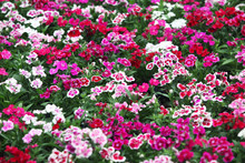 Colorful Dianthus Flower As Background