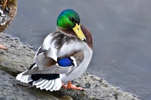 Pretty Mallard Duck