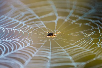Wall Mural - Spider web