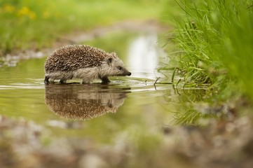 hedgehog and the water