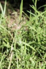 Canvas Print - Grass flower in national park