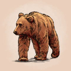 Wall Mural - color engrave isolated grizzly bear