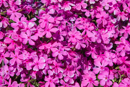 Pink Moss Phlox Flowers And Red Of One Side This Stock Photo Pink Moss Phlox Flowers And Red Of One Side