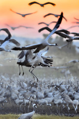 Poster - Common Crane (Grus grus), Ahula, Israel