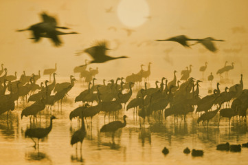 Poster - Common Crane in the sunrise fog at Ahula, Israel