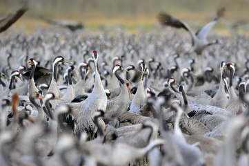 Poster - Common Crane (Grus grus), Ahula, Israel