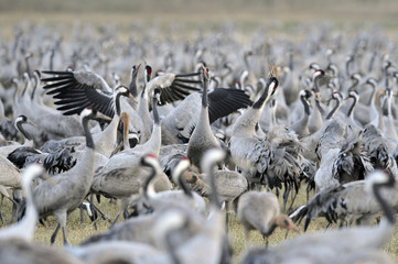 Poster - Common Crane (Grus grus), Ahula, Israel