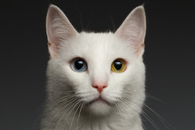 Closeup White Cat With  Heterochromia Eyes On Gray