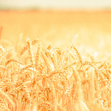 Fototapeta  - background of  yellow ears on the beautiful golden wheat field