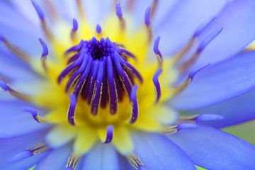 Wall Mural - closeup of blue-yellow lotus flower.
