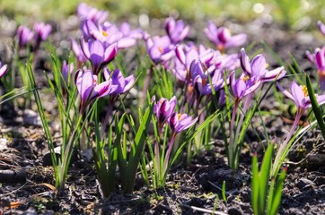 Canvas Print - Krokus - Crocus 143