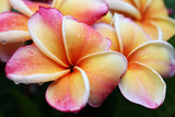Fototapeta Storczyk - frangiapani flower.