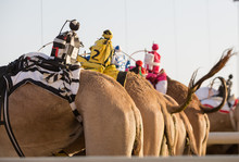 Dubai Camel Racing Club Camels With Radio Manless Jockeys, Waiting To Race.