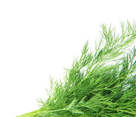 Wall Mural - bunch fresh dill herb isolated on white background