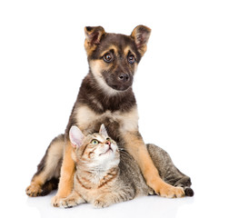 Poster - crossbreed dog and small tabby cat. isolated on white background
