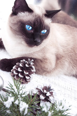 Wall Mural - Portrait of a Siamese cat on a Christmas rustic background. Tone