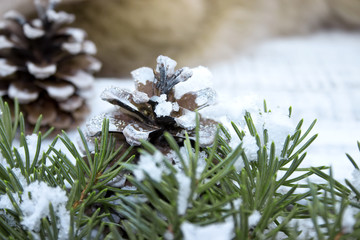 Wall Mural - Composition with Christmas tree and pinecone on white rustic woo