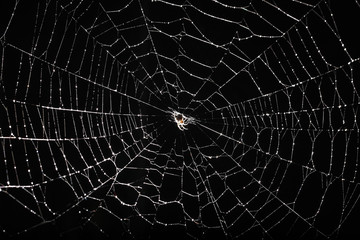 spider web isolated on black background