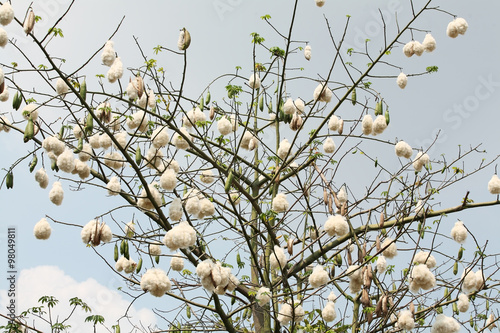 White Silk Cotton Tree Stock Photo Adobe Stock White Silk Cotton Tree Stock Photo Adobe Stock