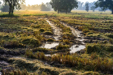 Tractor Harvester Tracks In Muddy Rice Field.