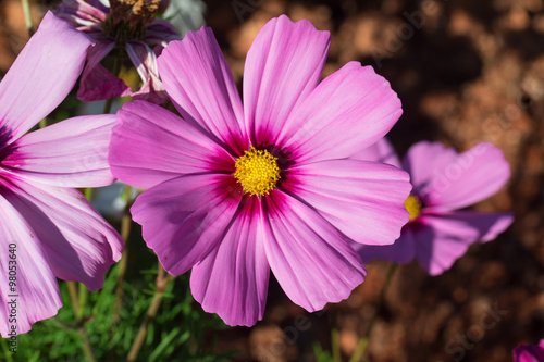 The carpet of purple chrysanthemums Fotobehang