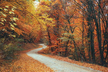 Beautiful autumn forest mountain path