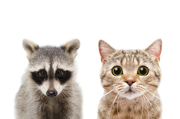 Wall Mural - portrait of a raccoon and cat scottish straight
