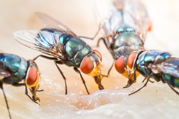 Close up of many fly or bluebottle eating dried fish