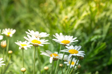 macro of beautiful white daisies flower in garden for texture ba