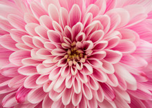 Chrysanthemum Flower Close-up