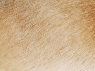 dog fur textures