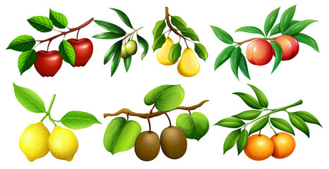 different kind of fruits on branches