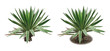 Yucca/Two isolated images of an evergreen plant: with ground and without ground.