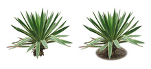 Yucca/Two Isolated Images Of An Evergreen Plant: With Ground And Without Ground.
