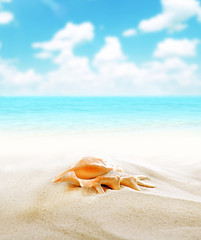 Poster - Sea beach background